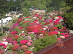 CIMG0088.JPG