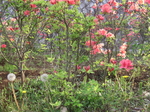 CIMG0093.JPG