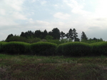 CIMG0098.JPG