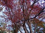 automne.JPG